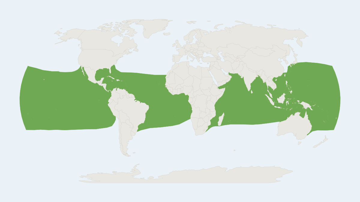 Range map of the Melon-headed Whale (Peponocephala electra)