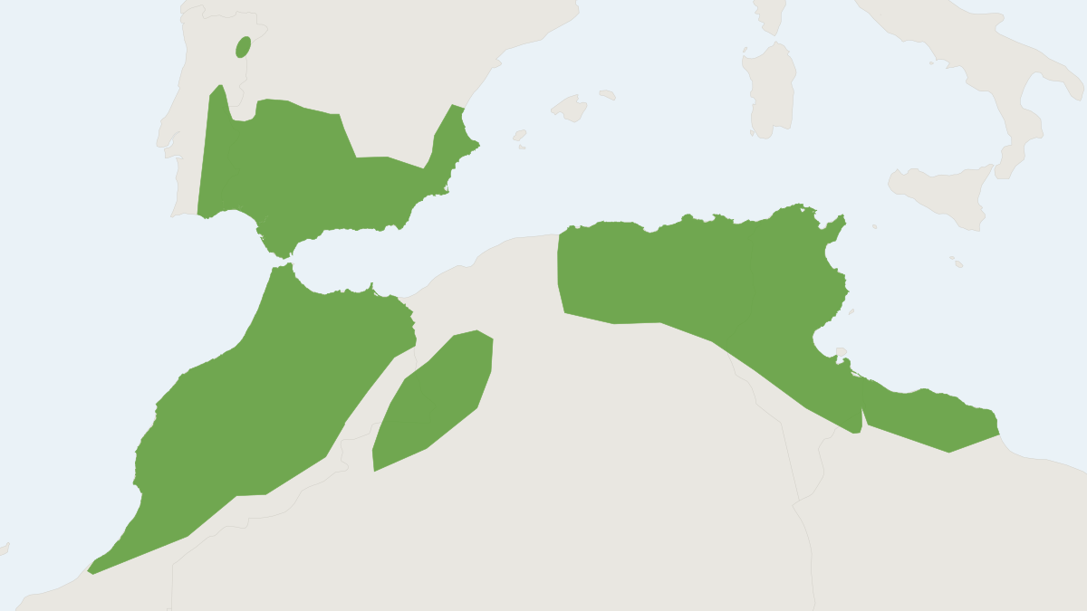 Range map of the Meridional Serotine (Cnephaeus isabellinus)