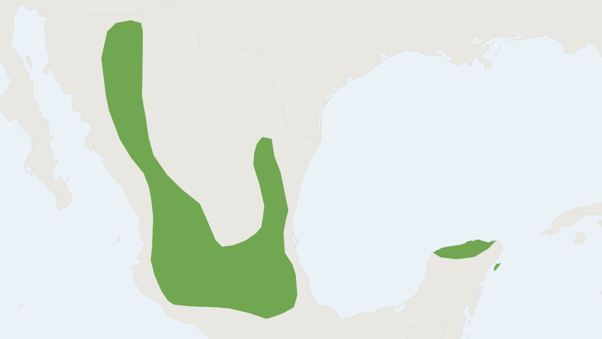 Range map of the Mexican Big-eared Bat (Corynorhinus mexicanus)