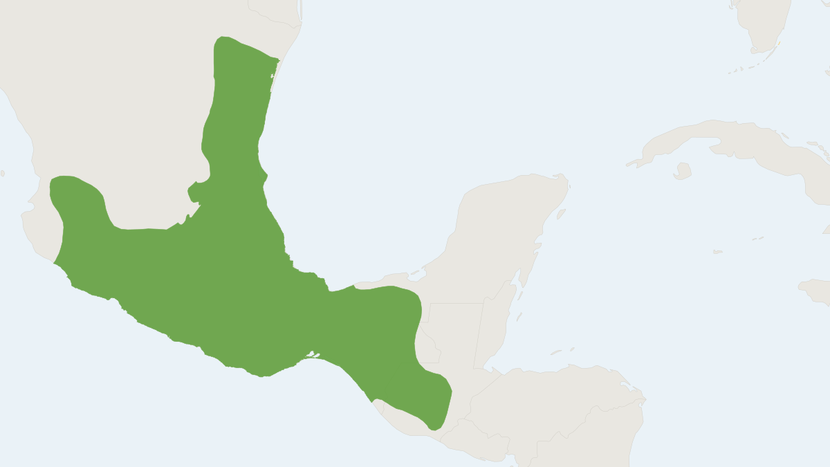 Range map of the Mexican Gray Squirrel (Sciurus aureogaster)