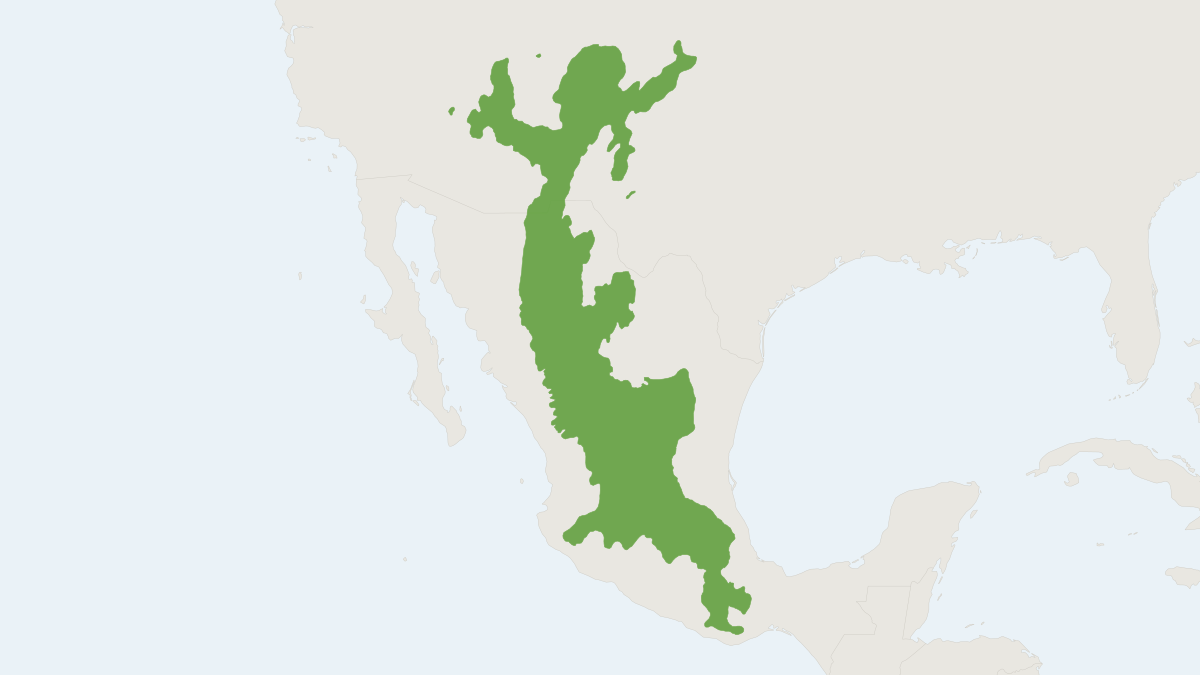 Range map of the Mexican Vole (Microtus mexicanus)