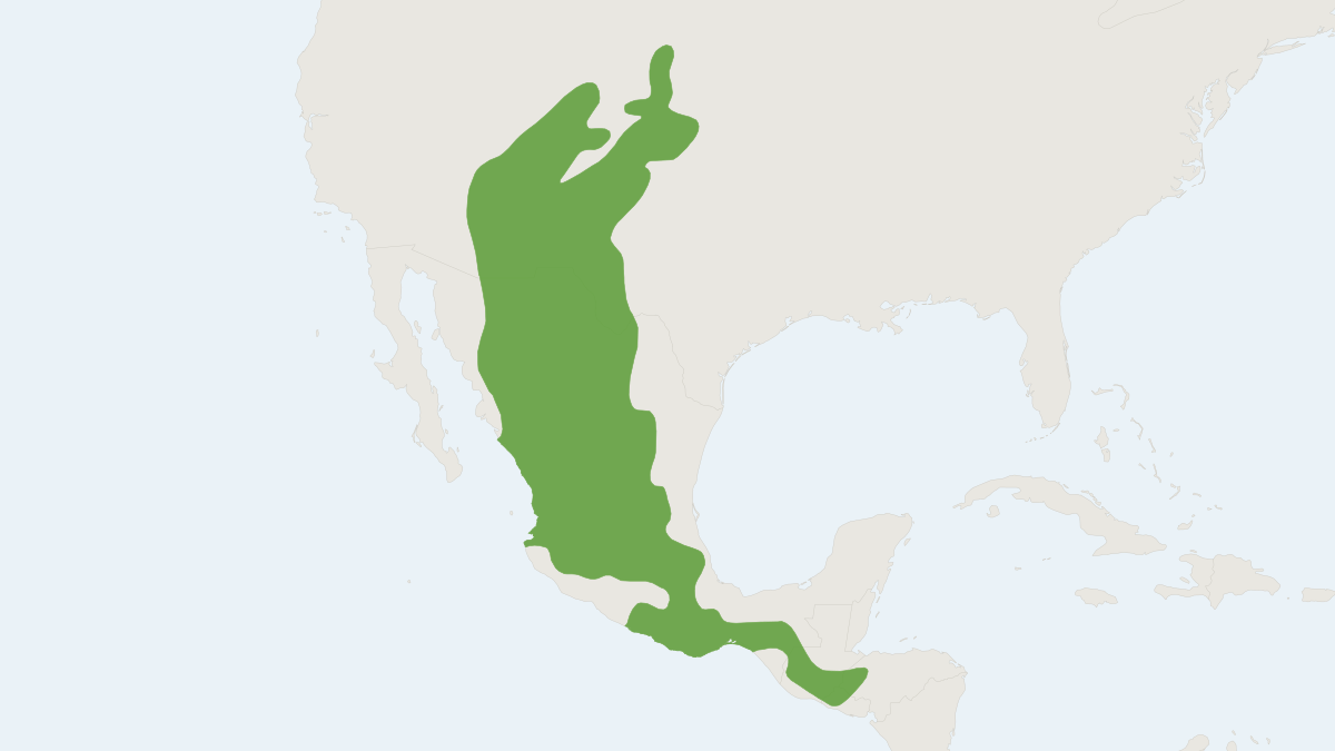 Range map of the Mexican Woodrat (Neotoma mexicana)