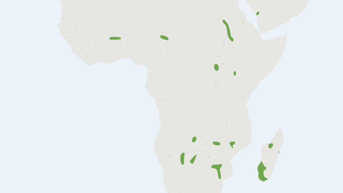 Range map of the Midas Free-tailed Bat (Mops midas)