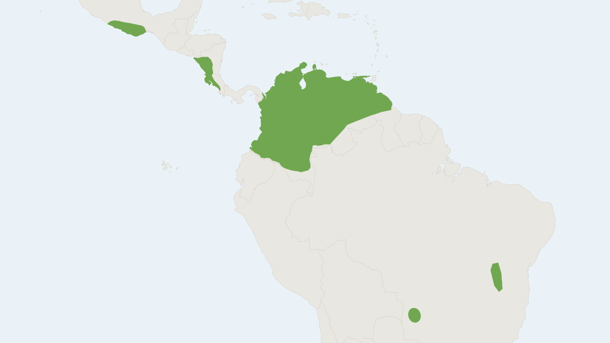 Range map of the Miller's Mastiff Bat (Molossus pretiosus)