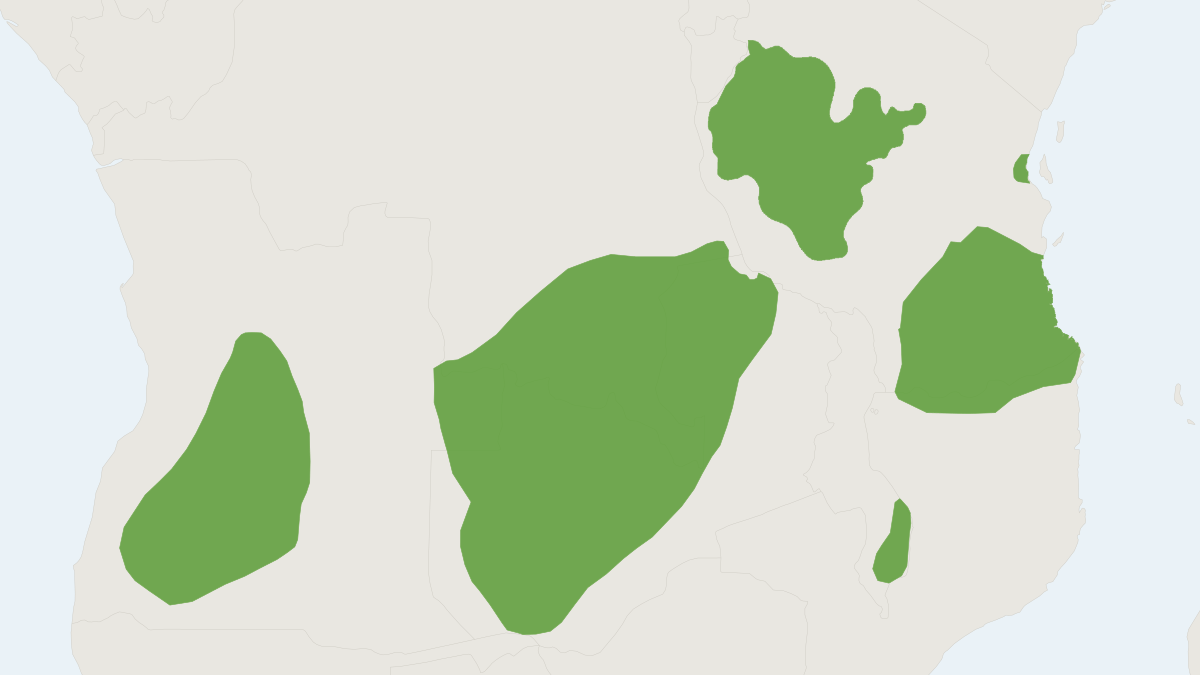Range map of the Miombo Genet (Genetta angolensis)