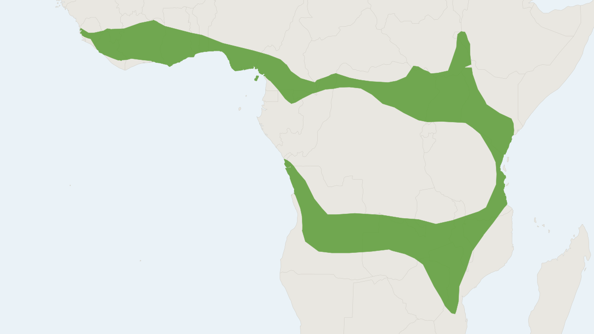 Range map of the Moloney's Flat-headed Bat (Mimetillus moloneyi)