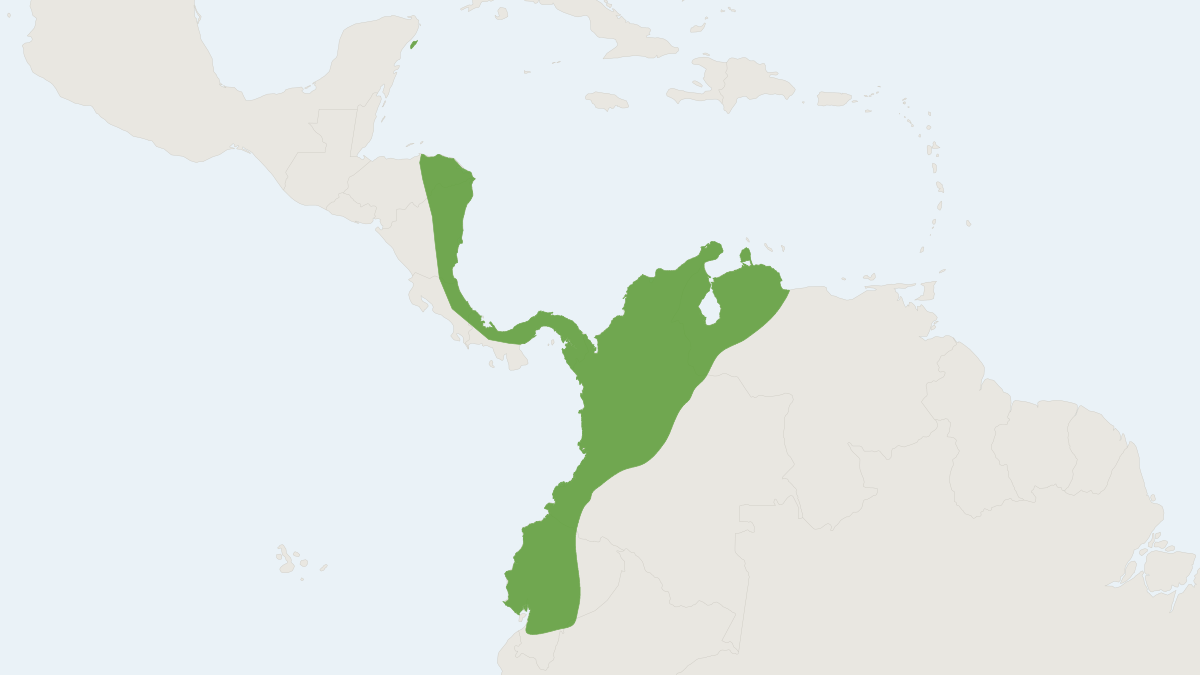 Range map of the Molossus bondae (Molossus bondae)