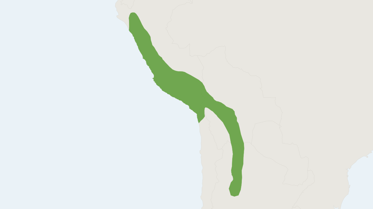 Range map of the Montane Guinea Pig (Cavia tschudii) covering Argentina, Bolivia and Chile