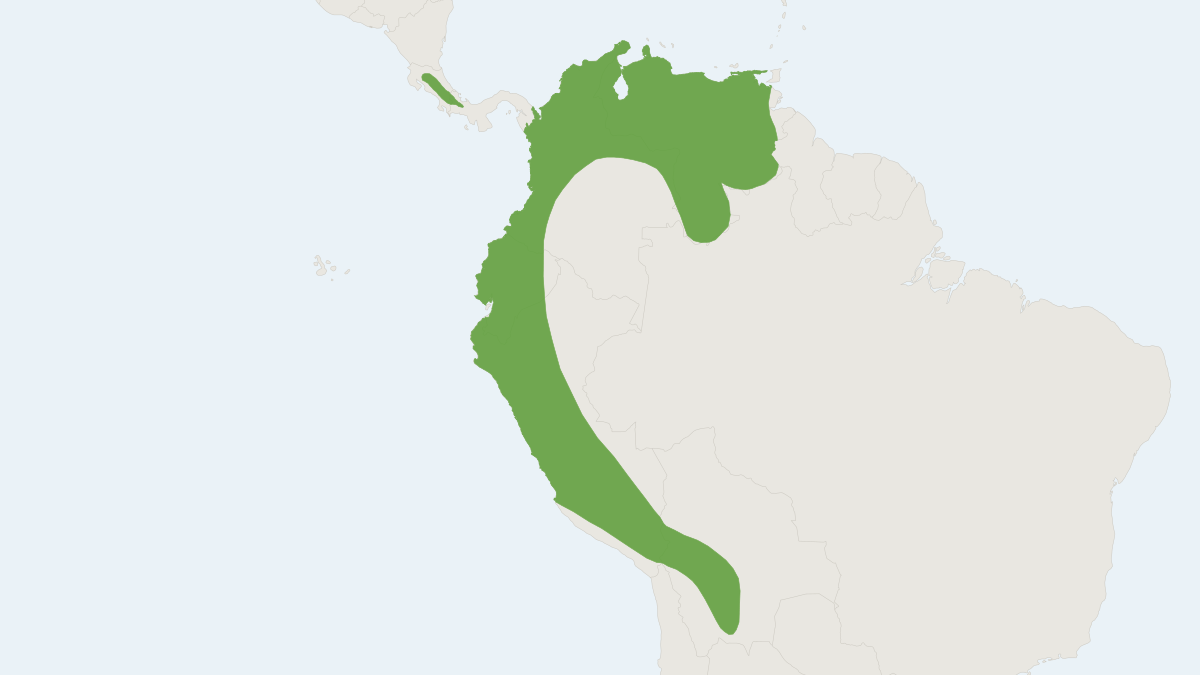 Range map of the Montane Myotis (Myotis oxyotus)