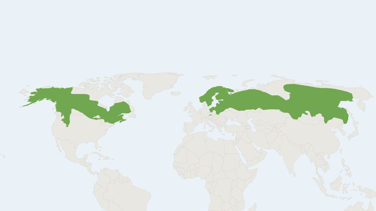 Range map of the Moose (Alces alces) covering Canada, China and Finland