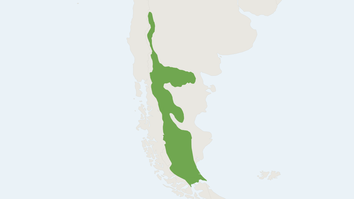 Range map of the Morgan's Gerbil Mouse (Eligmodontia morgani)