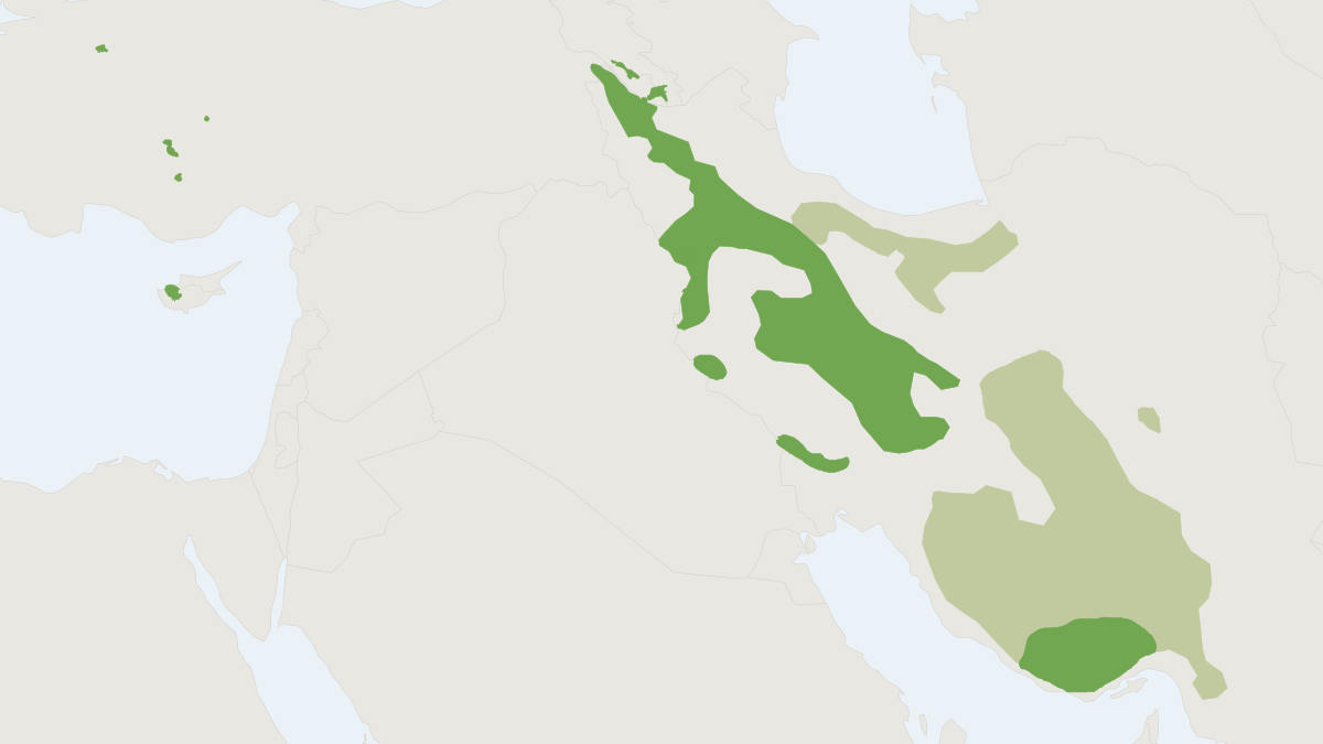 Range map of the Mouflon (Ovis gmelini) covering Armenia, Azerbaijan and France