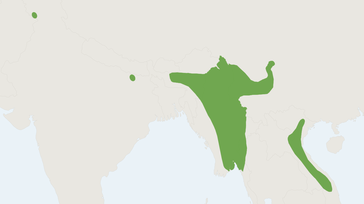 Range map of the Mount Popa Pipistrelle (Pipistrellus paterculus)