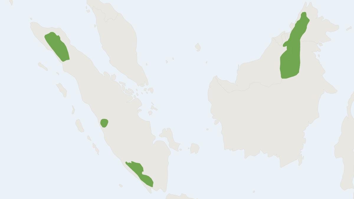Range map of the Mountain Sundamys (Sundamys infraluteus)