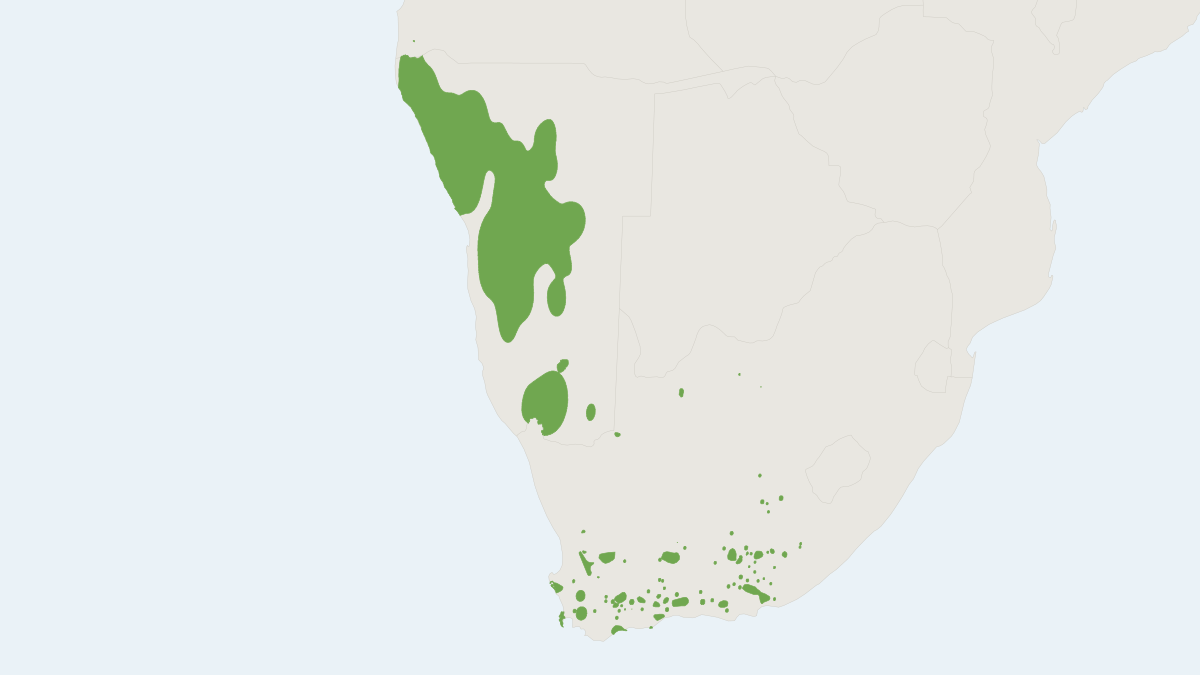 Range map of the Mountain Zebra (Equus zebra) covering Angola, Namibia and South Africa