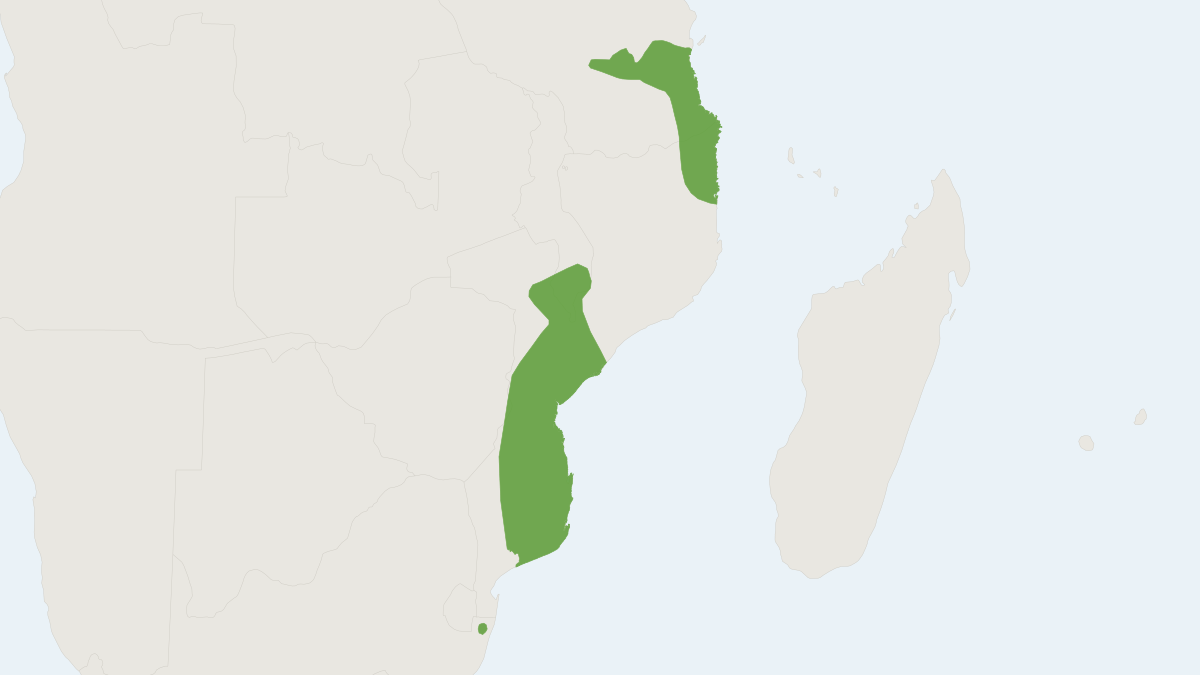 Range map of the Mozambique Dwarf Galago (Paragalago granti)