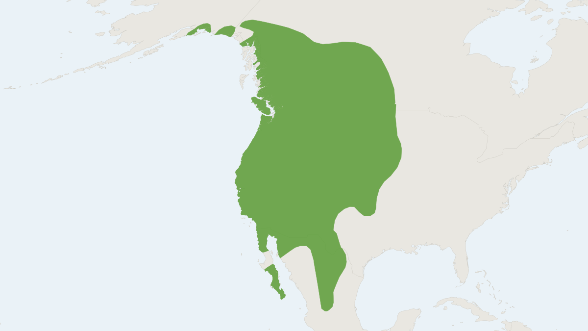 Range map of the Mule Deer (Odocoileus hemionus) covering Canada, Mexico and United States