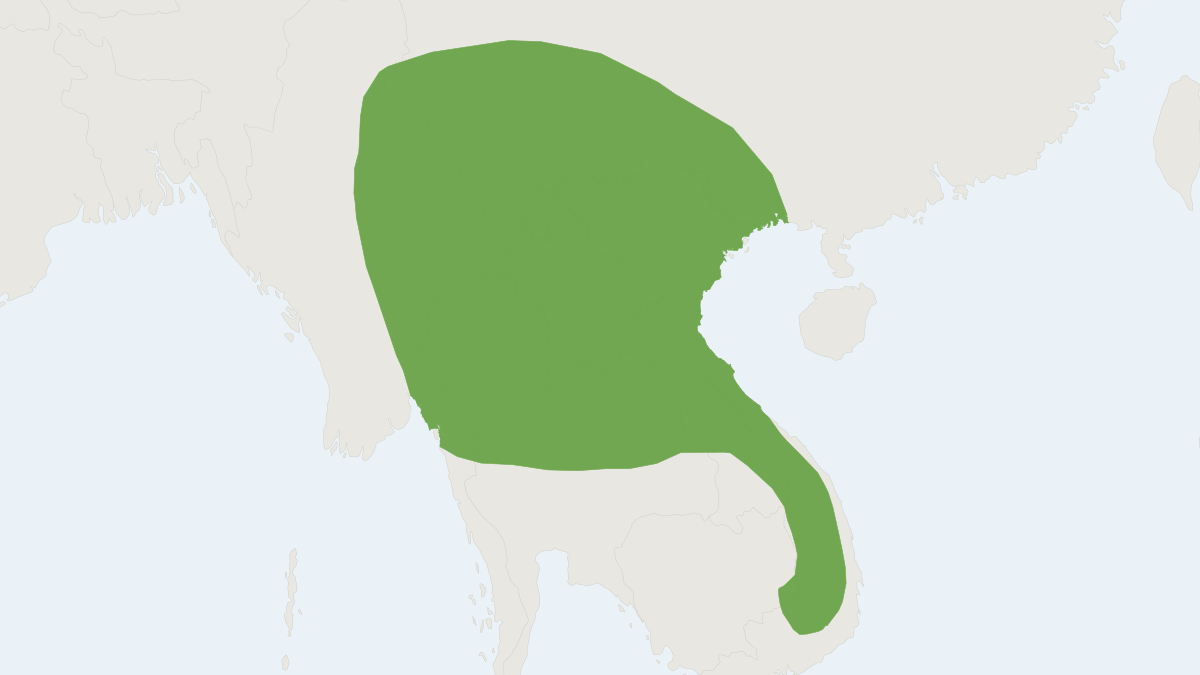 Range map of the Murina feae (Murina feae)