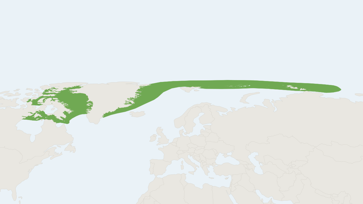 Range map of the Narwhal (Monodon monoceros) covering Canada, Greenland and Norway