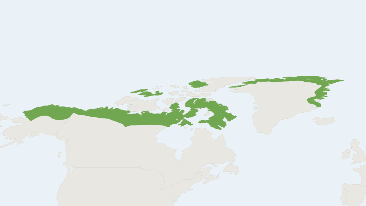 Range map of the Neartic Collared Lemming (Dicrostonyx groenlandicus)