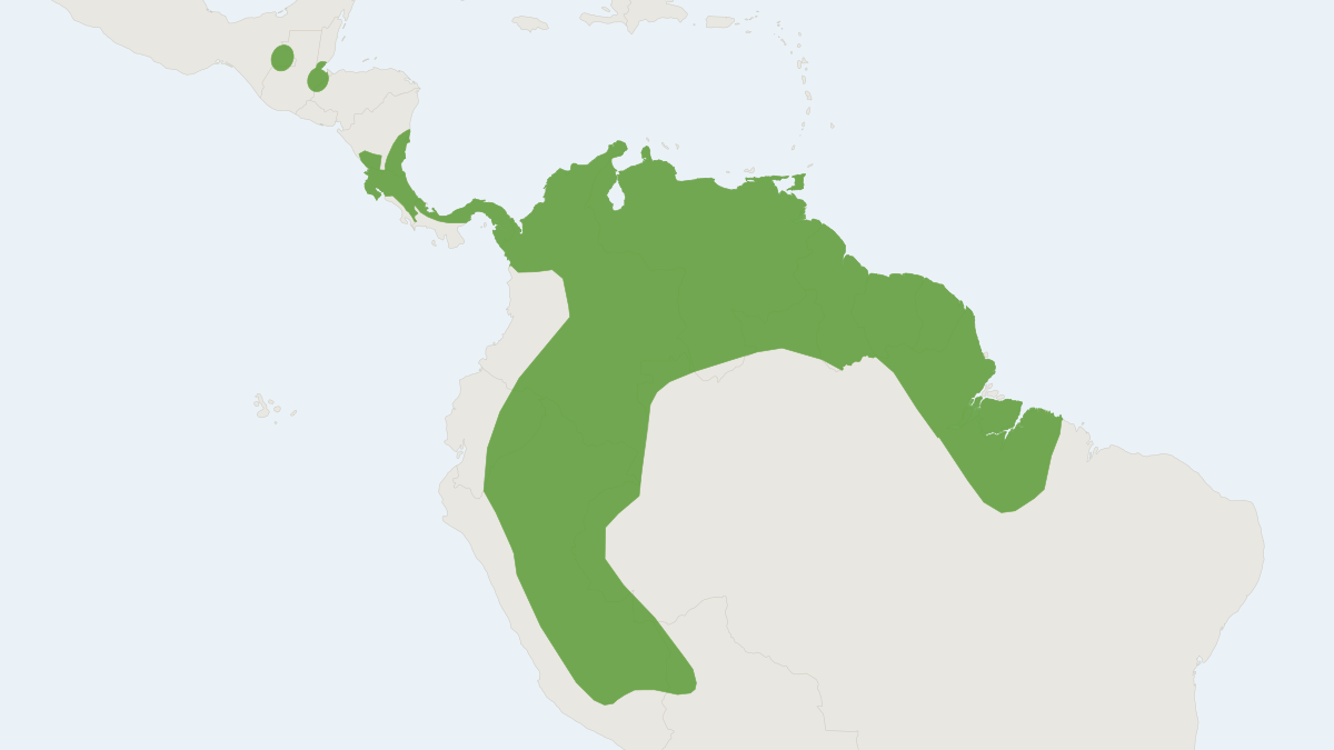 Range map of the Niceforo's Big-eared Bat (Trinycteris nicefori)