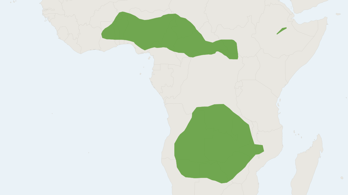 Range map of the Nigerian Free-tailed Bat (Mops nigeriae) covering Cameroon, Democratic Republic of the Congo and Ghana