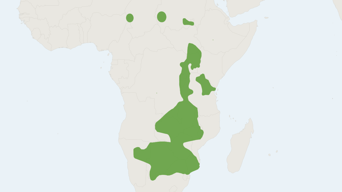 Range map of the Noack's African Dormouse (Graphiurus microtis)