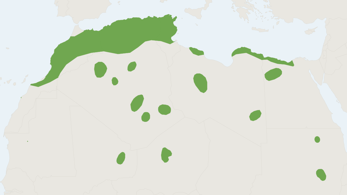Range map of the North African Gerbil (Gerbillus campestris)