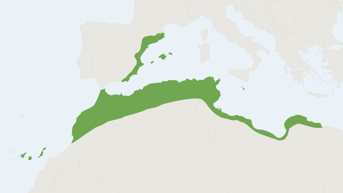 Range map of the North African Hedgehog (Atelerix algirus)