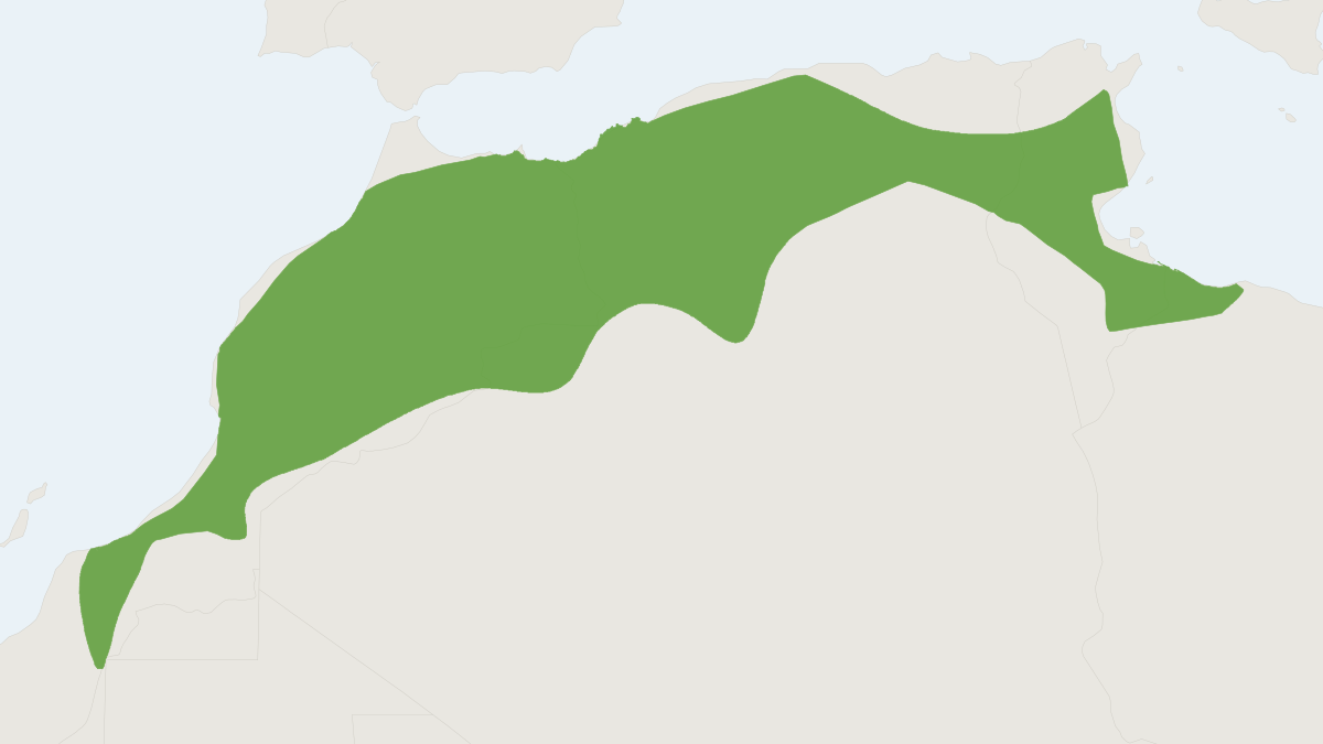Range map of the North African Sengi (Petrosaltator rozeti)