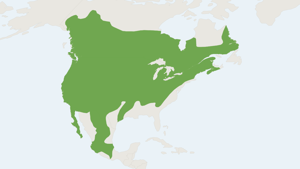 Range map of the North American Deermouse (Peromyscus maniculatus)