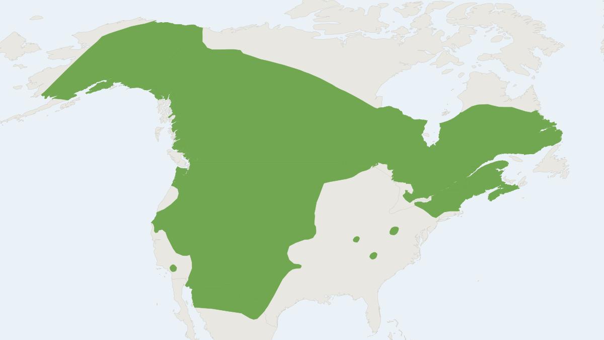 Range map of the North American Porcupine (Erethizon dorsatum) covering Canada, Mexico and United States