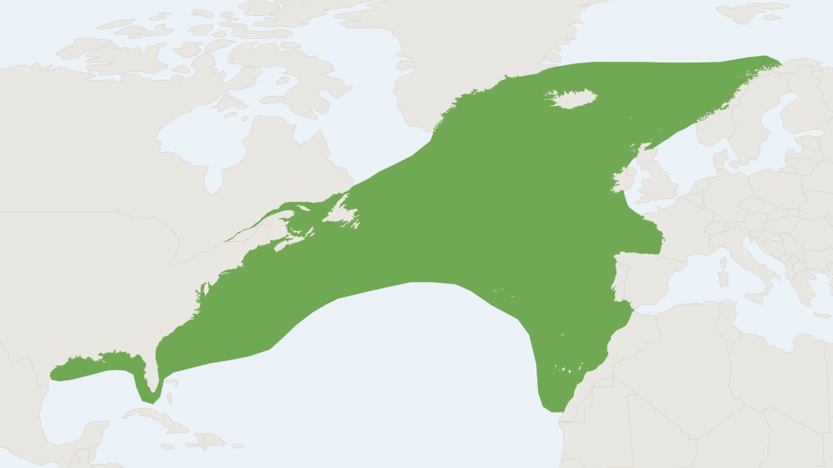 Range map of the North Atlantic Right Whale (Eubalaena glacialis) covering Canada, Georgia and United States