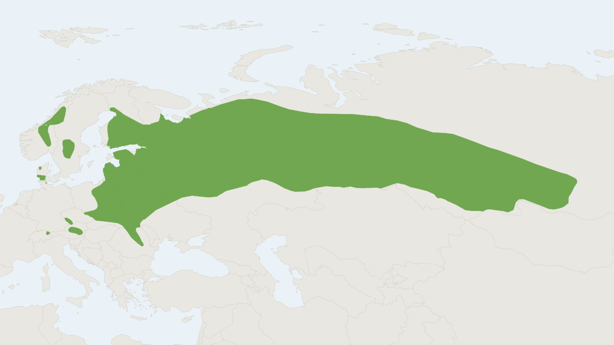 Range map of the Northern Birch Mouse (Sicista betulina)