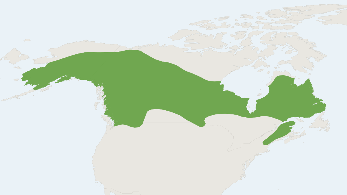 Range map of the Northern Bog Lemming (Synaptomys borealis)
