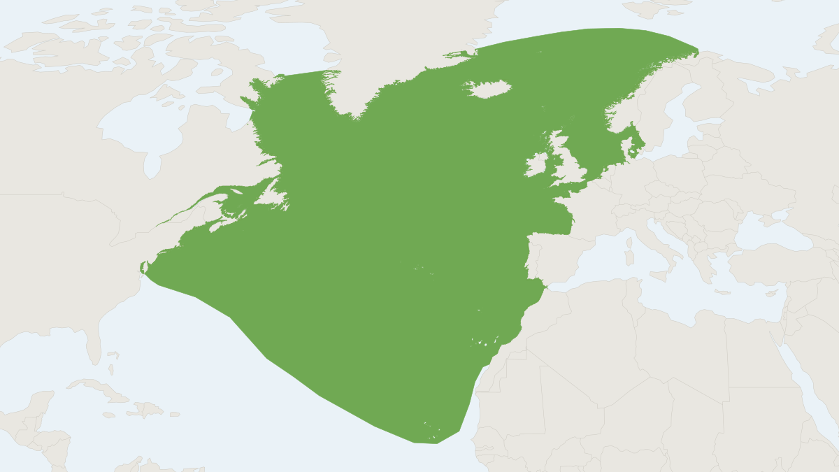 Range map of the Northern Bottlenose Whale (Hyperoodon ampullatus)