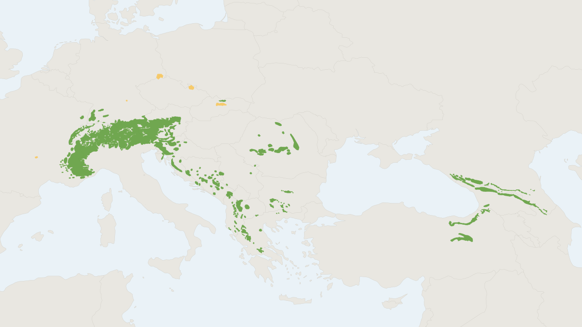 Range map of the Northern Chamois (Rupicapra rupicapra) covering Argentina, Austria and France