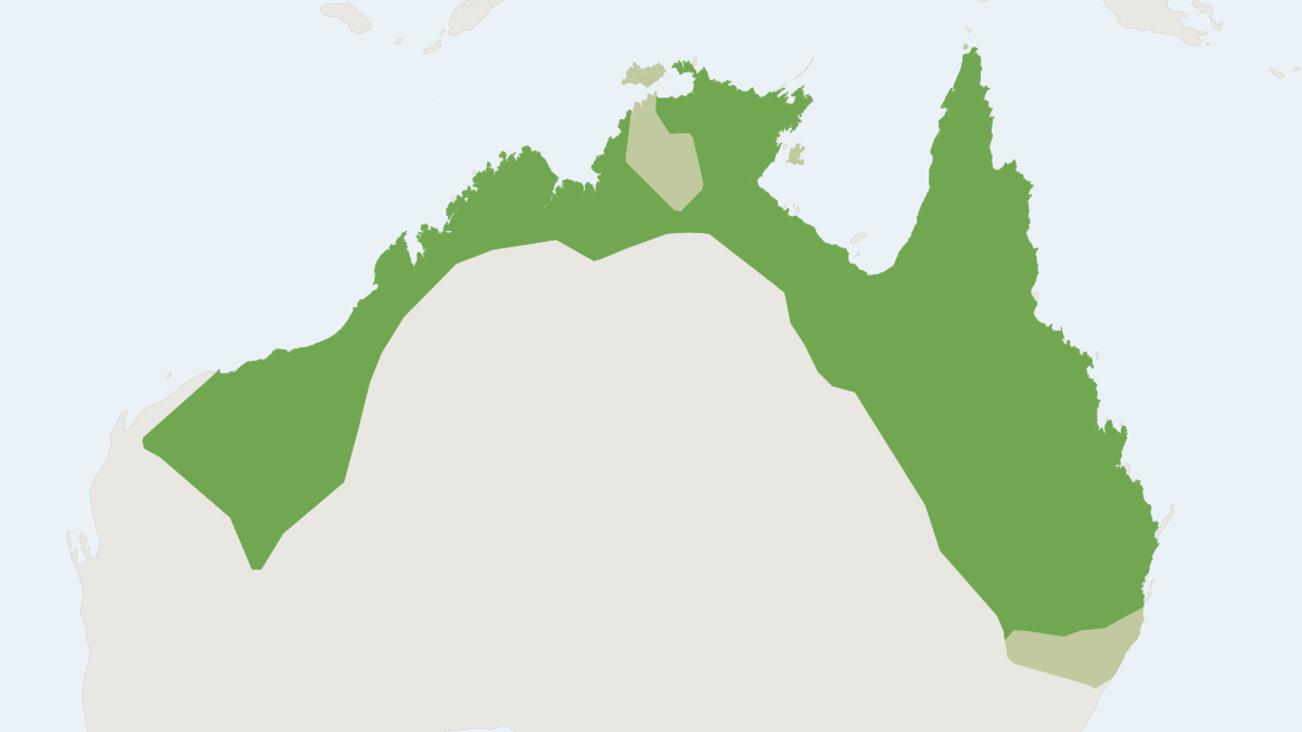 Range map of the Northern Free-tailed Bat (Ozimops lumsdenae)