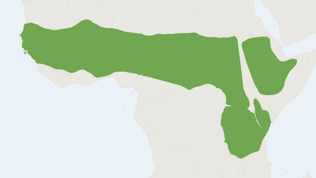 Range map of the Northern Lesser Galago (Galago senegalensis)