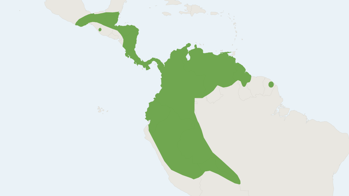 Range map of the Northern Little Yellow-eared Bat (Vampyressa thyone)