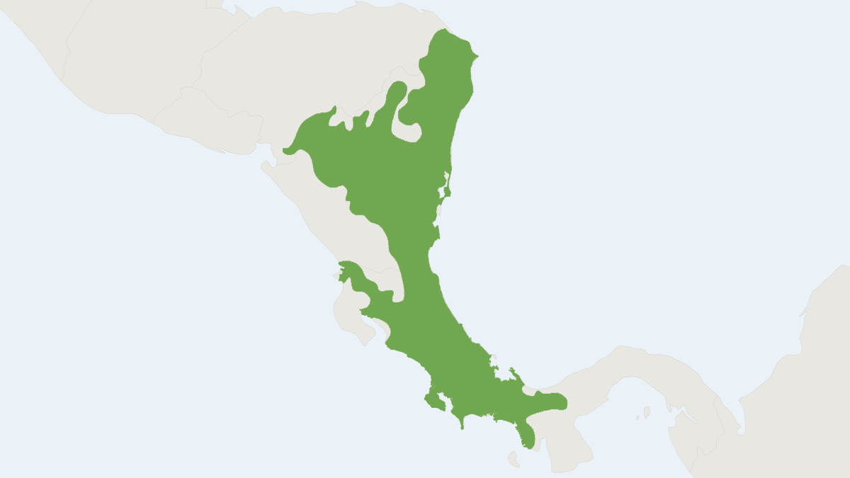 Range map of the Northern Olingo (Bassaricyon gabbii)