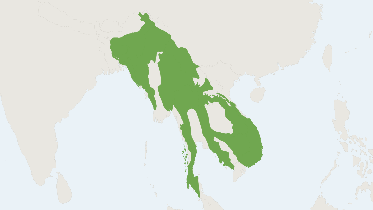 Range map of the Northern Pig-tailed Macaque (Macaca leonina)