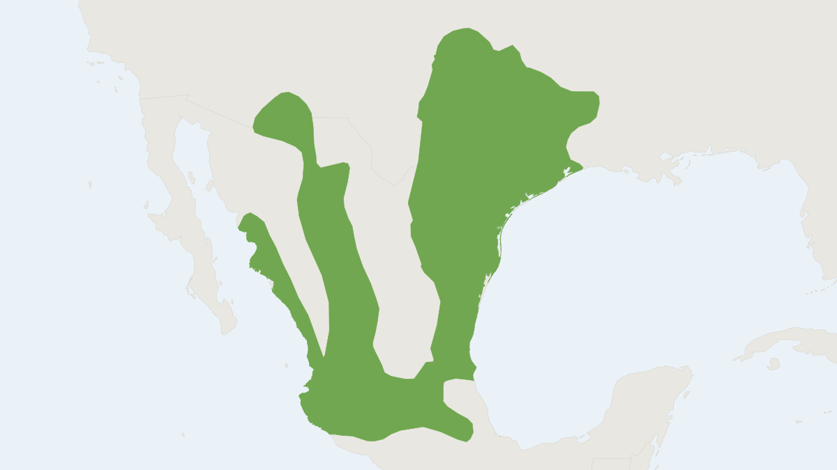Range map of the Northern Pygmy Mouse (Baiomys taylori) covering Mexico and United States