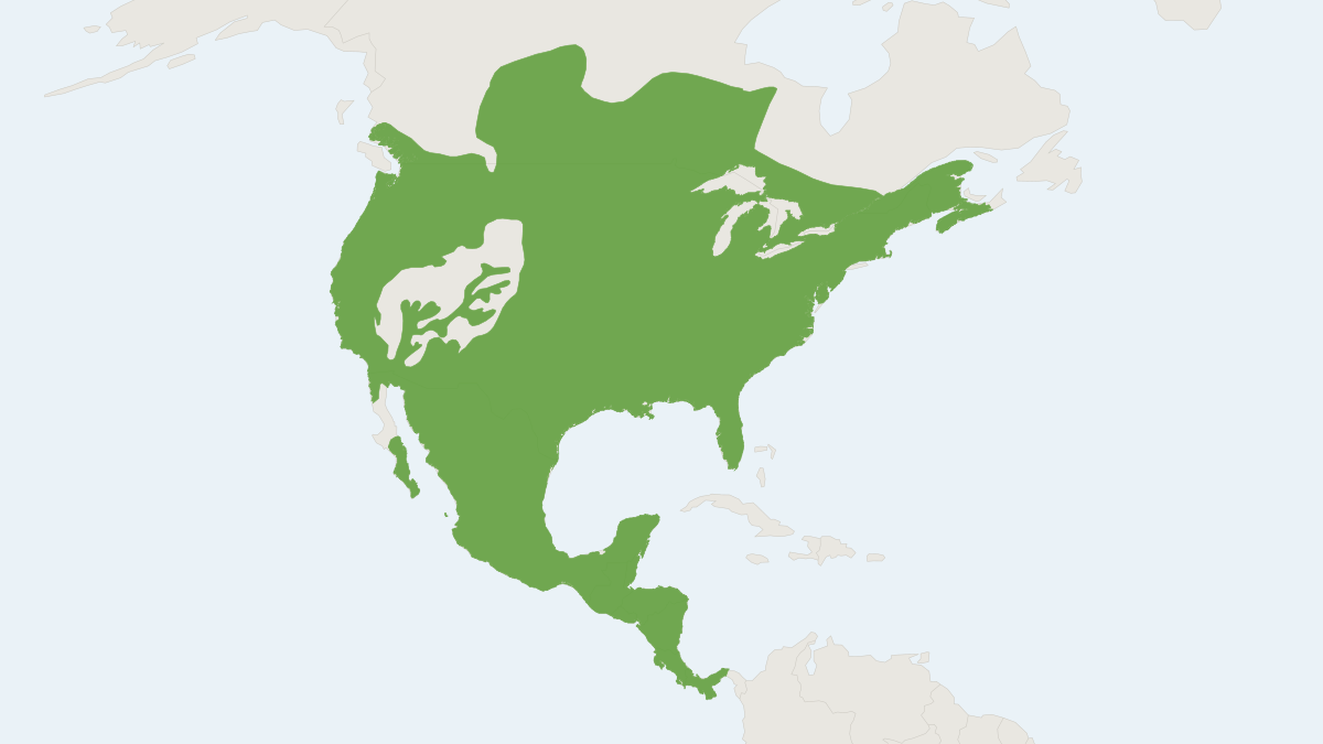 Range map of the Northern Raccoon (Procyon lotor) covering Canada, France and Germany