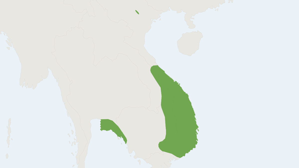Range map of the Northern Smooth-tailed Treeshrew (Dendrogale murina)