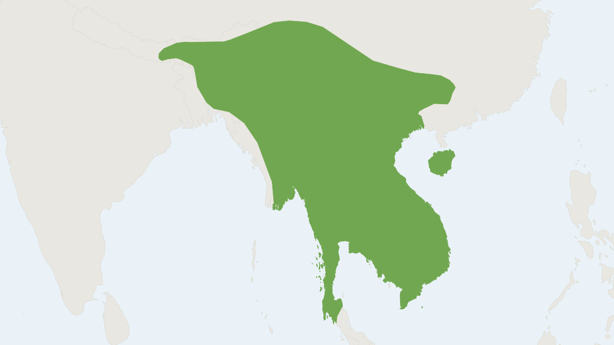 Range map of the Northern Treeshrew (Tupaia belangeri)