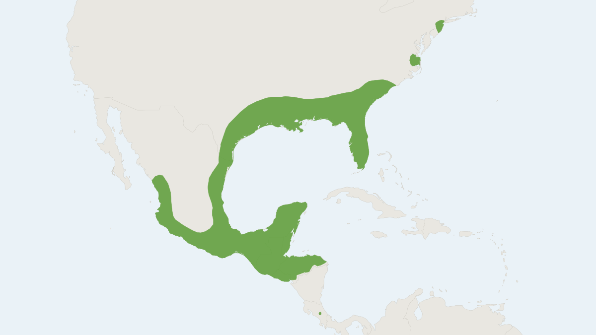 Range map of the Northern Yellow Bat (Lasiurus intermedius)
