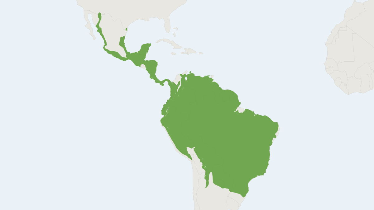 Range map of the Ocelot (Leopardus pardalis) covering Argentina, Belize and Brazil