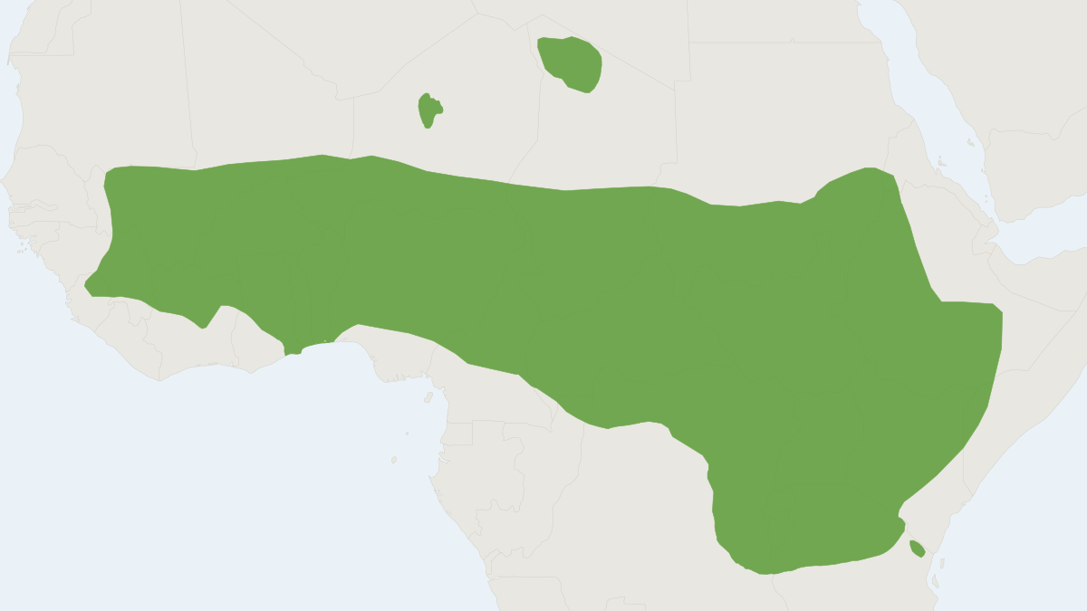 Range map of the Olive Baboon (Papio anubis) covering Democratic Republic of the Congo, Ethiopia and Guinea