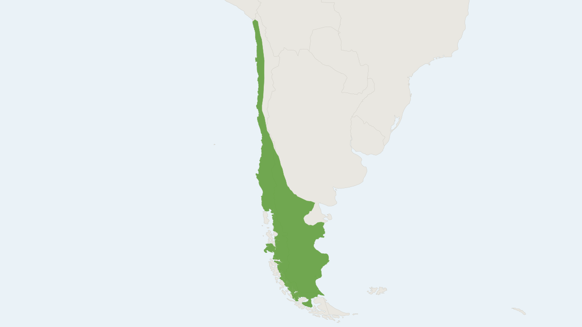 Range map of the Olive Grass Mouse (Abrothrix olivaceus) covering Argentina and Chile